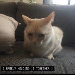 Catwithapen_'s Avatar